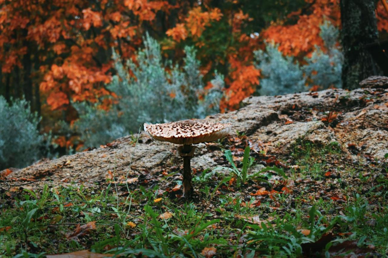 Quinta Das Fontes - Alojamento Rustico Local E Turismo Rural São Pedro do Sul Εξωτερικό φωτογραφία