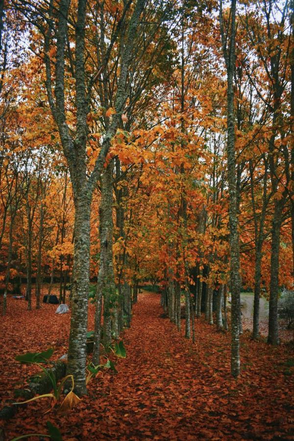 Quinta Das Fontes - Alojamento Rustico Local E Turismo Rural São Pedro do Sul Εξωτερικό φωτογραφία